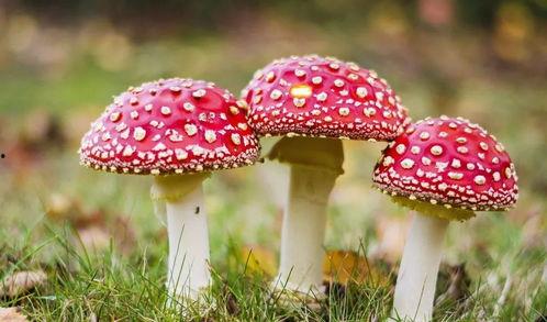 官网黑料吃瓜蘑菇视频,官方幕后真相大起底