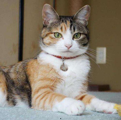 吃瓜抖音山猫无名黑料