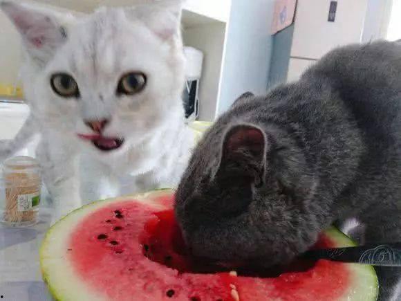 黑料吃瓜相扑猫