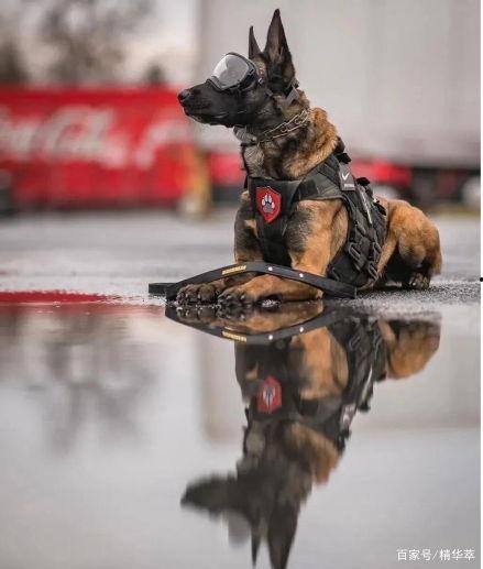 吃瓜黑料爆料门事件警犬